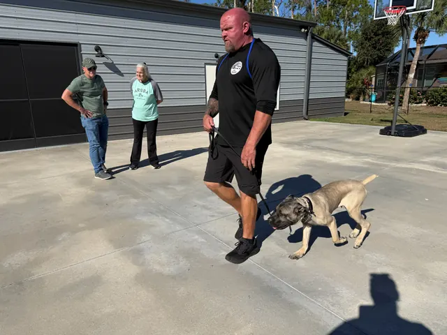 A trainer working a young Belgian Malinois on leash while owners watch from the driveway