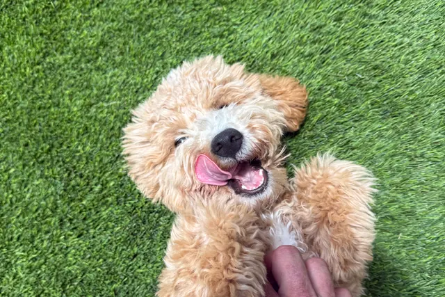An apricot doodle puppy rolling upside down on artificial turf
