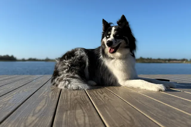 A border collie lying off leash on a dock above open water