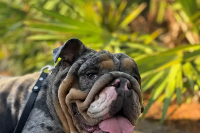 A merle English bulldog holding a down on a loose leash outdoors